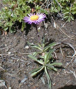 Aster alpinus (Asteraceae)  - Aster des Alpes Savoie [France] 28/07/2000 - 2370m