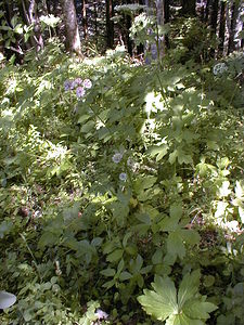 Astrantia major (Apiaceae)  - Grande astrance, Astrance élevée, Grande radiaire - Astrantia Ain [France] 18/07/2000 - 900m