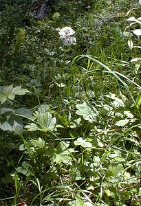 Astrantia major (Apiaceae)  - Grande astrance, Astrance élevée, Grande radiaire - Astrantia Ain [France] 18/07/2000 - 900m