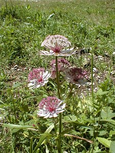 Astrantia major (Apiaceae)  - Grande astrance, Astrance élevée, Grande radiaire - Astrantia Ain [France] 18/07/2000 - 900m