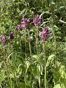 Betonica officinalis (Lamiaceae)  - Bétoine officinale, Épiaire officinal - Betony Haute-Savoie [France] 19/07/2000 - 1560m