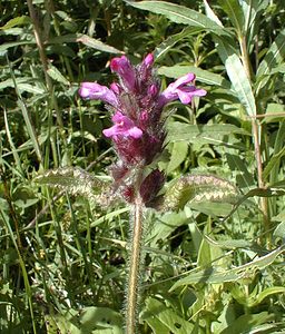 Betonica officinalis (Lamiaceae)  - Bétoine officinale, Épiaire officinal - Betony Haute-Savoie [France] 19/07/2000 - 1560m