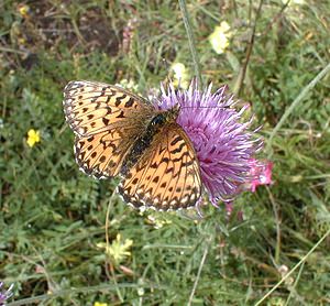 Boloria pales (Nymphalidae)  - Nacré subalpin, Palès, Nacré alpin, Pales Savoie [France] 24/07/2000 - 1730m