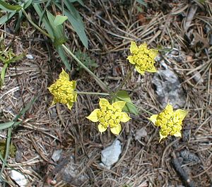 Bupleurum ranunculoides (Apiaceae)  - Buplèvre fausse renoncule Hautes-Alpes [France] 29/07/2000 - 1830m