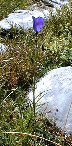 Campanula rotundifolia (Campanulaceae)  - Campanule à feuilles rondes - Harebell Haute-Savoie [France] 20/07/2000 - 2430m