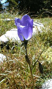 Campanula rotundifolia (Campanulaceae)  - Campanule à feuilles rondes - Harebell Haute-Savoie [France] 20/07/2000 - 2430m