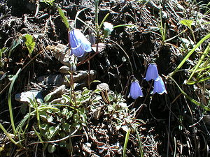 Campanula rotundifolia (Campanulaceae)  - Campanule à feuilles rondes - Harebell Hautes-Alpes [France] 30/07/2000 - 1830m