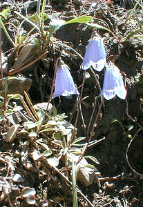 Campanula rotundifolia (Campanulaceae)  - Campanule à feuilles rondes - Harebell Hautes-Alpes [France] 30/07/2000 - 1830m