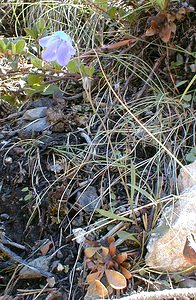 Campanula rotundifolia (Campanulaceae)  - Campanule à feuilles rondes - Harebell Hautes-Alpes [France] 30/07/2000 - 1830m