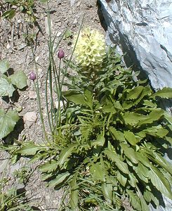 Campanula thyrsoides (Campanulaceae)  - Campanule en faux thyrse, Campanule en thyrse Haute-Savoie [France] 20/07/2000 - 2430m