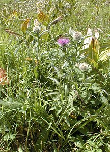 Centaurea nervosa (Asteraceae)  - Centaurée nervée, Centaurée de Ferdinand Savoie [France] 22/07/2000 - 1940m