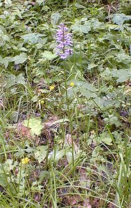 Dactylorhiza fuchsii (Orchidaceae)  - Dactylorhize de Fuchs, Orchis de Fuchs, Orchis tacheté des bois, Orchis de Meyer, Orchis des bois - Common Spotted-orchid Ain [France] 17/07/2000 - 900m