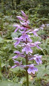 Dactylorhiza fuchsii (Orchidaceae)  - Dactylorhize de Fuchs, Orchis de Fuchs, Orchis tacheté des bois, Orchis de Meyer, Orchis des bois - Common Spotted-orchid Ain [France] 17/07/2000 - 900m