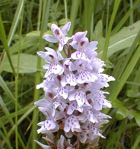 Dactylorhiza fuchsii (Orchidaceae)  - Dactylorhize de Fuchs, Orchis de Fuchs, Orchis tacheté des bois, Orchis de Meyer, Orchis des bois - Common Spotted-orchid Pas-de-Calais [France] 01/07/2000 - 90m