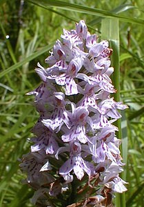 Dactylorhiza fuchsii (Orchidaceae)  - Dactylorhize de Fuchs, Orchis de Fuchs, Orchis tacheté des bois, Orchis de Meyer, Orchis des bois - Common Spotted-orchid Pas-de-Calais [France] 01/07/2000 - 90m