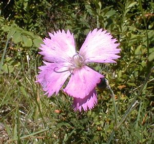 Dianthus saxicola (Caryophyllaceae)  - oeillet saxicole, Pipolet Ain [France] 18/07/2000 - 550m