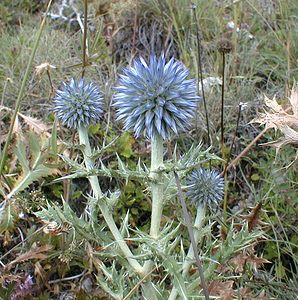 Echinops ritro (Asteraceae)  - Échinops ritro, Échinops, Chardon bleu Hautes-Alpes [France] 26/07/2000 - 1160m