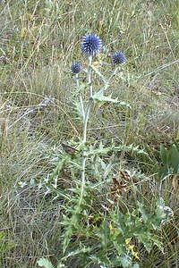 Echinops ritro (Asteraceae)  - Échinops ritro, Échinops, Chardon bleu Hautes-Alpes [France] 26/07/2000 - 1160m