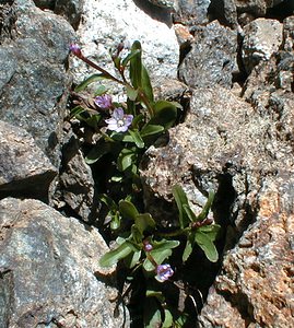 Epilobium anagallidifolium (Onagraceae)  - Épilobe à feuilles de mouron - Alpine Willowherb Hautes-Alpes [France] 27/07/2000 - 3150m