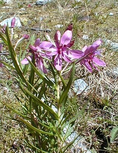 Epilobium dodonaei subsp. fleischeri (Onagraceae)  - Épilobe de Fleischer Hautes-Alpes [France] 26/07/2000 - 1870m