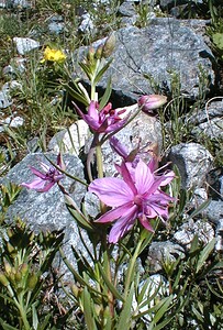 Epilobium dodonaei subsp. fleischeri (Onagraceae)  - Épilobe de Fleischer Hautes-Alpes [France] 26/07/2000 - 1870m