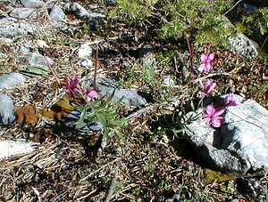 Epilobium dodonaei subsp. fleischeri (Onagraceae)  - Épilobe de Fleischer Hautes-Alpes [France] 29/07/2000 - 1830m