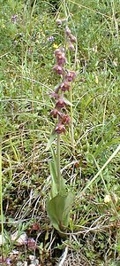 Epipactis atrorubens (Orchidaceae)  - Épipactide rouge sombre, Épipactis rouge sombre, Épipactis brun rouge, Épipactis pourpre noirâtre, Helléborine rouge - Dark-red Helleborine Jura [France] 16/07/2000 - 880m