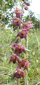 Epipactis atrorubens (Orchidaceae)  - Épipactide rouge sombre, Épipactis rouge sombre, Épipactis brun rouge, Épipactis pourpre noirâtre, Helléborine rouge - Dark-red Helleborine Jura [France] 16/07/2000 - 880m