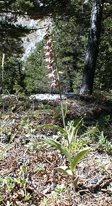 Epipactis atrorubens (Orchidaceae)  - Épipactide rouge sombre, Épipactis rouge sombre, Épipactis brun rouge, Épipactis pourpre noirâtre, Helléborine rouge - Dark-red Helleborine Hautes-Alpes [France] 29/07/2000 - 1830m