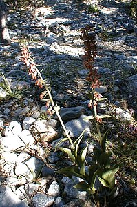 Epipactis atrorubens (Orchidaceae)  - Épipactide rouge sombre, Épipactis rouge sombre, Épipactis brun rouge, Épipactis pourpre noirâtre, Helléborine rouge - Dark-red Helleborine Hautes-Alpes [France] 29/07/2000 - 1830m