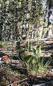 Epipactis atrorubens (Orchidaceae)  - Épipactide rouge sombre, Épipactis rouge sombre, Épipactis brun rouge, Épipactis pourpre noirâtre, Helléborine rouge - Dark-red Helleborine Hautes-Alpes [France] 29/07/2000 - 1830m