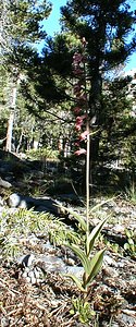 Epipactis atrorubens (Orchidaceae)  - Épipactide rouge sombre, Épipactis rouge sombre, Épipactis brun rouge, Épipactis pourpre noirâtre, Helléborine rouge - Dark-red Helleborine Hautes-Alpes [France] 29/07/2000 - 1830m