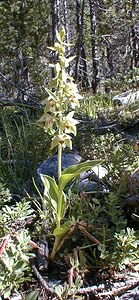 Epipactis helleborine (Orchidaceae)  - Épipactide helléborine, Épipactis à larges feuilles, Épipactis à feuilles larges, Elléborine à larges feuilles, Helléborine - Broad-leaved Helleborine Hautes-Alpes [France] 29/07/2000 - 1830m