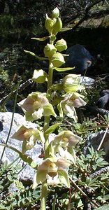 Epipactis helleborine (Orchidaceae)  - Épipactide helléborine, Épipactis à larges feuilles, Épipactis à feuilles larges, Elléborine à larges feuilles, Helléborine - Broad-leaved Helleborine Hautes-Alpes [France] 29/07/2000 - 1830m