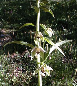 Epipactis helleborine (Orchidaceae)  - Épipactide helléborine, Épipactis à larges feuilles, Épipactis à feuilles larges, Elléborine à larges feuilles, Helléborine - Broad-leaved Helleborine Hautes-Alpes [France] 29/07/2000 - 1830m