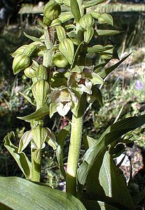 Epipactis helleborine (Orchidaceae)  - Épipactide helléborine, Épipactis à larges feuilles, Épipactis à feuilles larges, Elléborine à larges feuilles, Helléborine - Broad-leaved Helleborine Hautes-Alpes [France] 29/07/2000 - 1830m