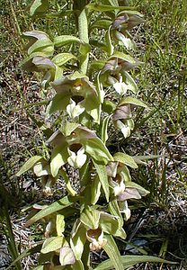 Epipactis helleborine (Orchidaceae)  - Épipactide helléborine, Épipactis à larges feuilles, Épipactis à feuilles larges, Elléborine à larges feuilles, Helléborine - Broad-leaved Helleborine Hautes-Alpes [France] 30/07/2000 - 1830m