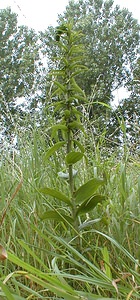 Epipactis helleborine (Orchidaceae)  - Épipactide helléborine, Épipactis à larges feuilles, Épipactis à feuilles larges, Elléborine à larges feuilles, Helléborine - Broad-leaved Helleborine Nord [France] 01/07/2000 - 50m