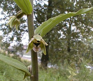 Epipactis helleborine (Orchidaceae)  - Épipactide helléborine, Épipactis à larges feuilles, Épipactis à feuilles larges, Elléborine à larges feuilles, Helléborine - Broad-leaved Helleborine Nord [France] 01/07/2000 - 50m