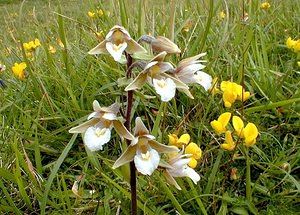 Epipactis palustris (Orchidaceae)  - Épipactis des marais - Marsh Helleborine Pas-de-Calais [France] 01/07/2000 - 90m