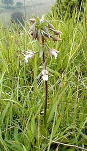 Epipactis palustris (Orchidaceae)  - Épipactis des marais - Marsh Helleborine Pas-de-Calais [France] 01/07/2000 - 90m