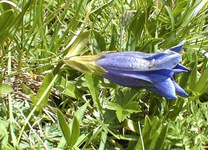 Gentiana acaulis (Gentianaceae)  - Gentiane acaule Haute-Savoie [France] 20/07/2000 - 2430m