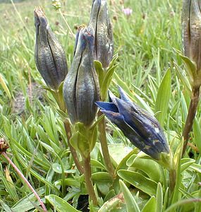 Gentiana acaulis (Gentianaceae)  - Gentiane acaule Savoie [France] 23/07/2000 - 2020m