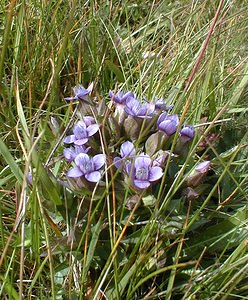 Gentianella campestris (Gentianaceae)  - Gentianelle des champs, Gentiane champêtre - Field Gentian Savoie [France] 22/07/2000 - 1940m