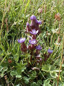 Gentianella campestris (Gentianaceae)  - Gentianelle des champs, Gentiane champêtre - Field Gentian Savoie [France] 22/07/2000 - 1940m