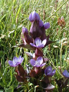 Gentianella campestris (Gentianaceae)  - Gentianelle des champs, Gentiane champêtre - Field Gentian Savoie [France] 22/07/2000 - 1940m