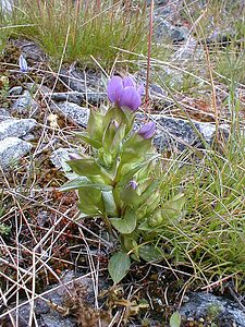 Gentianella campestris (Gentianaceae)  - Gentianelle des champs, Gentiane champêtre - Field Gentian Savoie [France] 24/07/2000 - 2310m