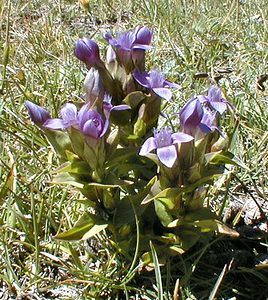 Gentianella campestris (Gentianaceae)  - Gentianelle des champs, Gentiane champêtre - Field Gentian Savoie [France] 31/07/2000 - 2000m