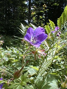 Geranium sylvaticum (Geraniaceae)  - Géranium des bois, Géranium des forêts, Pied-de-perdrix - Wood Crane's-bill Ain [France] 17/07/2000 - 900m