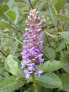 Gymnadenia conopsea (Orchidaceae)  - Gymnadénie moucheron, Orchis moucheron, Orchis moustique - Fragrant Orchid Jura [France] 16/07/2000 - 880m